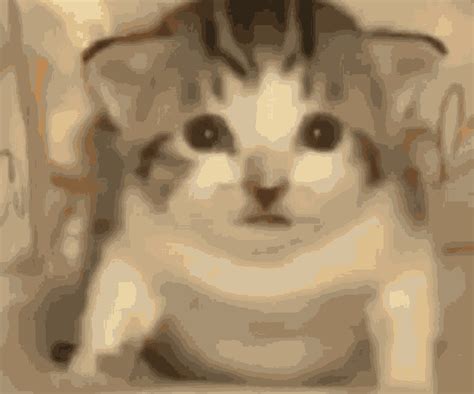 exploding cat gif